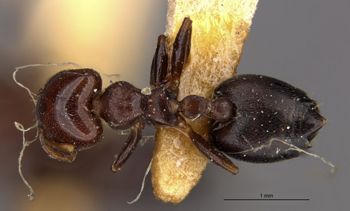 Media type: image;   Entomology 20815 Aspect: habitus dorsal view